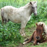 1109F 119 Trier-Paderborn